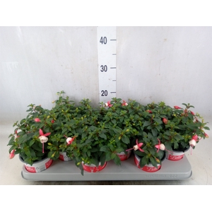 Fuchsia  'Bella Fuchsia Hilda'