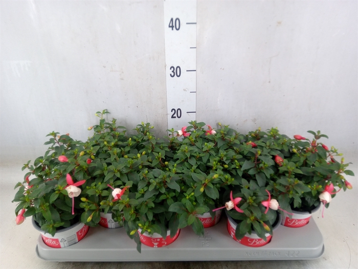 <h4>Fuchsia  'Bella Fuchsia Hilda'</h4>