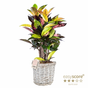 CODIAEUM VARIEGATUM P 20 ICETON BASKET