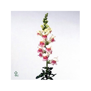 Antir Mary Appleblos It.