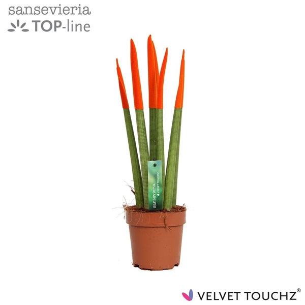 <h4>Sansevieria VELVET TOUCHZ® Oranje</h4>