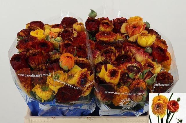 <h4>RAN SU ELIOS</h4>