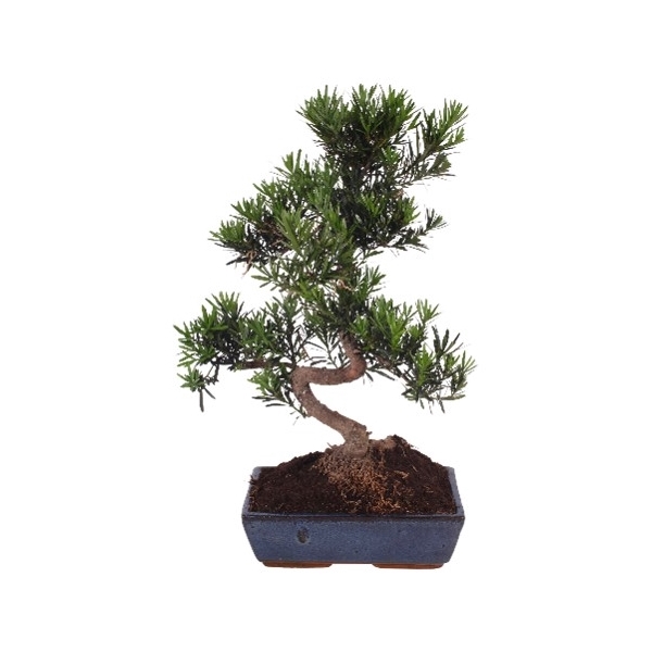 <h4>Bonsai Mix in ø30cm in Ceramic</h4>