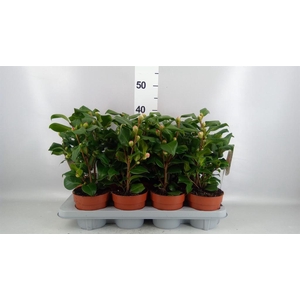 Camellia japonica 'Dr King'