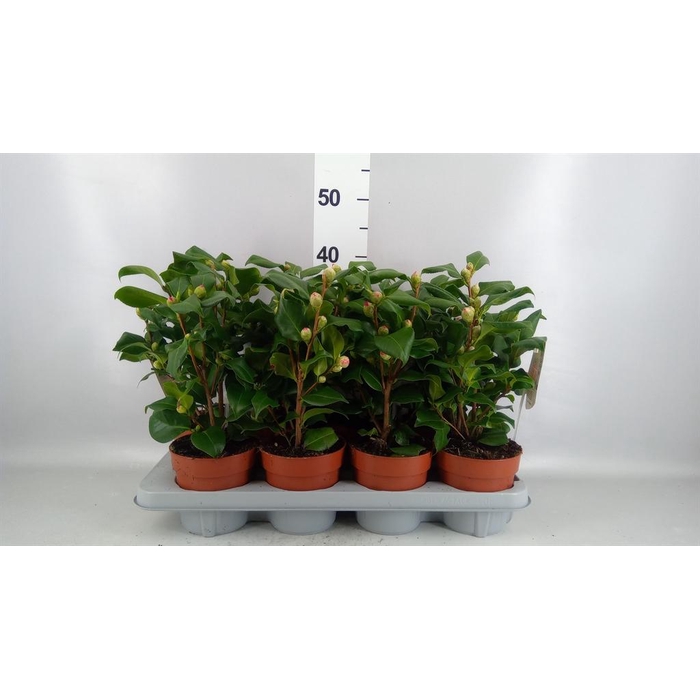 <h4>Camellia japonica 'Dr King'</h4>