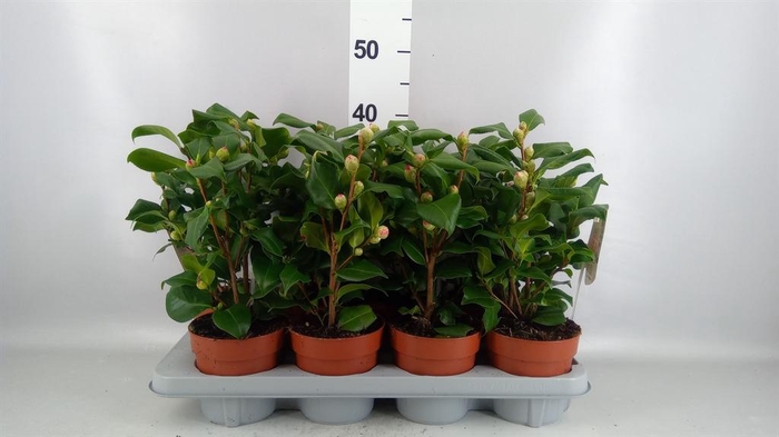 Camellia japonica 'Dr King'