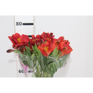 ALSTROEMERIA ANGELINA 080 CM