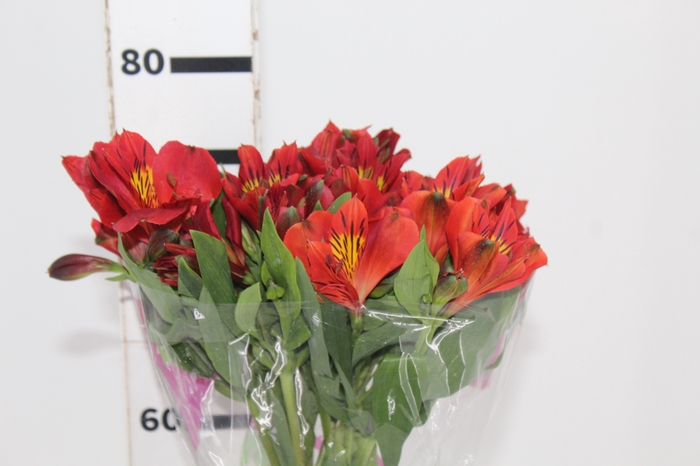 <h4>ALSTROEMERIA ANGELINA 080 CM</h4>