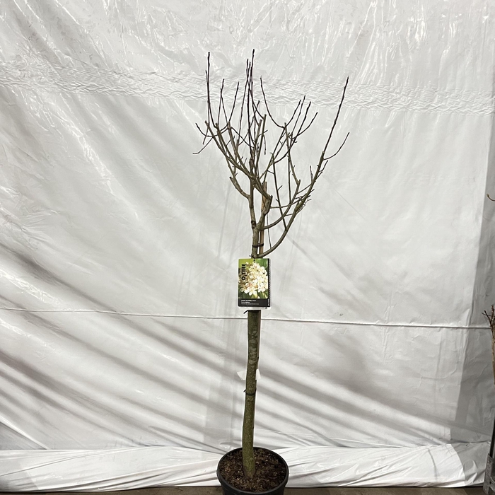 <h4>Aronia prunifolia Viking</h4>