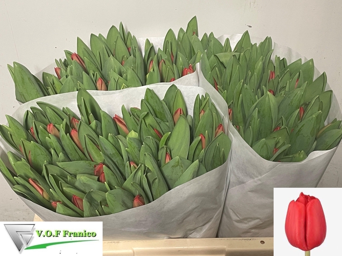 <h4>TU EN ESCAPE</h4>