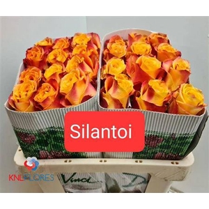 R Gr Silantoi Ec