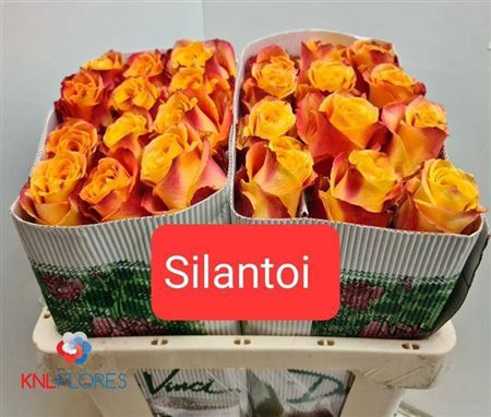 <h4>R Gr Silantoi Ec</h4>