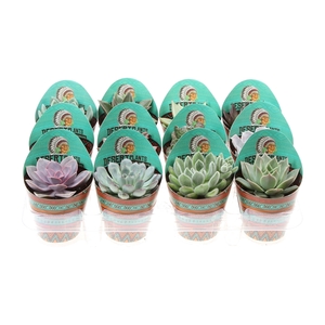Potcover desert plants succulenten mix