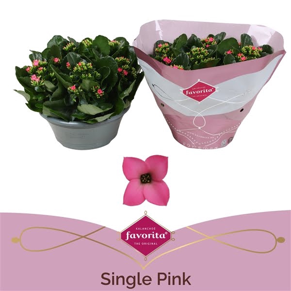 <h4>Kalanchoë Single Pink in SV.COloursleeve</h4>