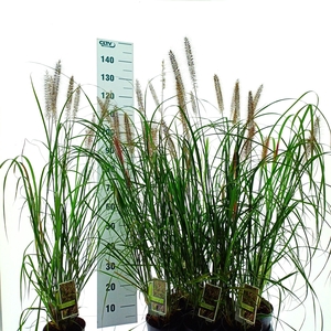 PENNI ALOPECUROIDES