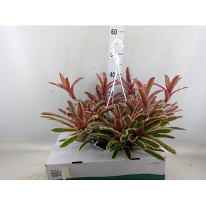 Neoregelia   ...