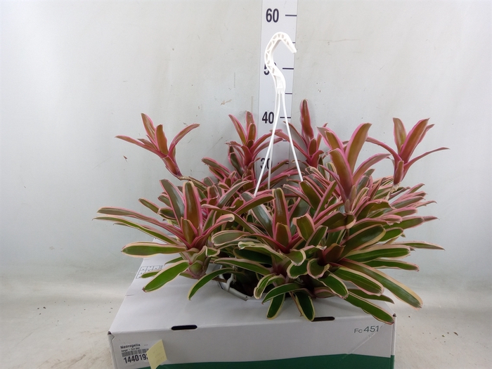 <h4>Neoregelia   ...</h4>