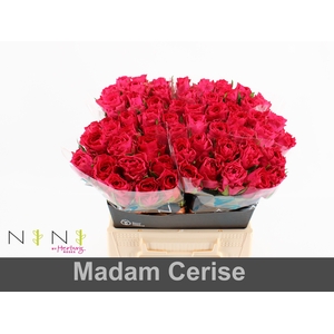 Rosa large madam cerise
