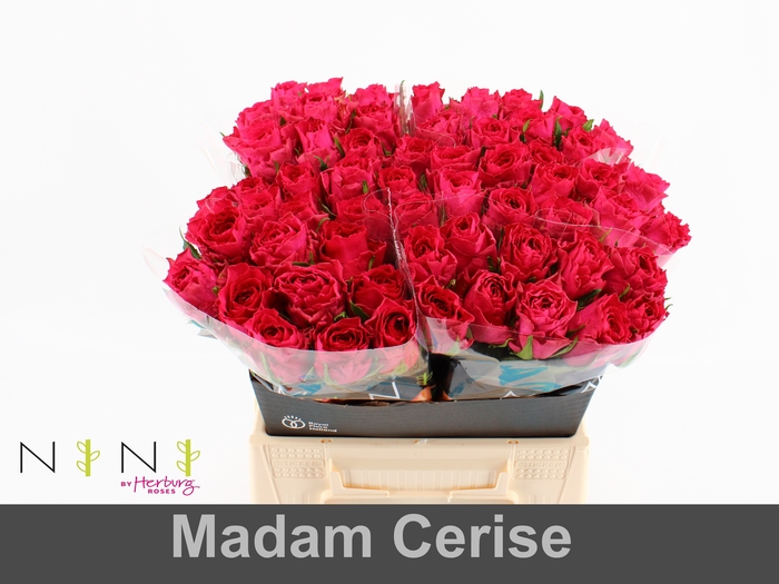 Rosa large madam cerise
