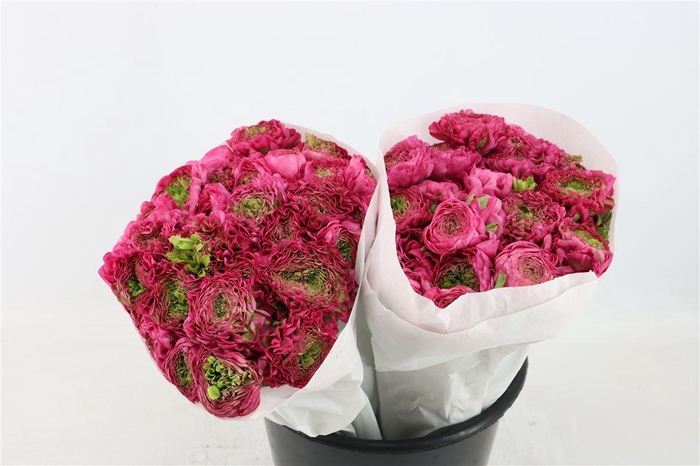 <h4>Ran Ponpon Ex Fanny</h4>