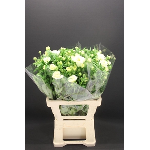 Ran Butterfly Graces 60cm