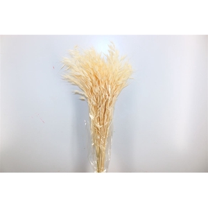 Dried Avena Salv Bleached Bunch