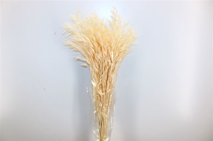 Dried Avena Salv Bleached Bunch