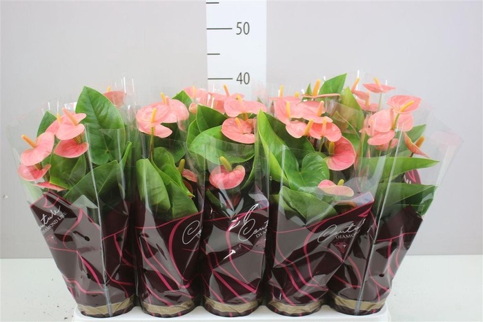 <h4>Anth An Spirit</h4>