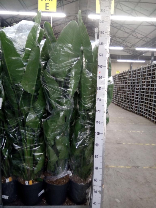 <h4>Strelitzia nicolai</h4>