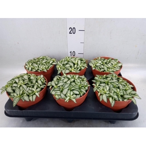 Fittonia  'Mosaic White Forest Fla'