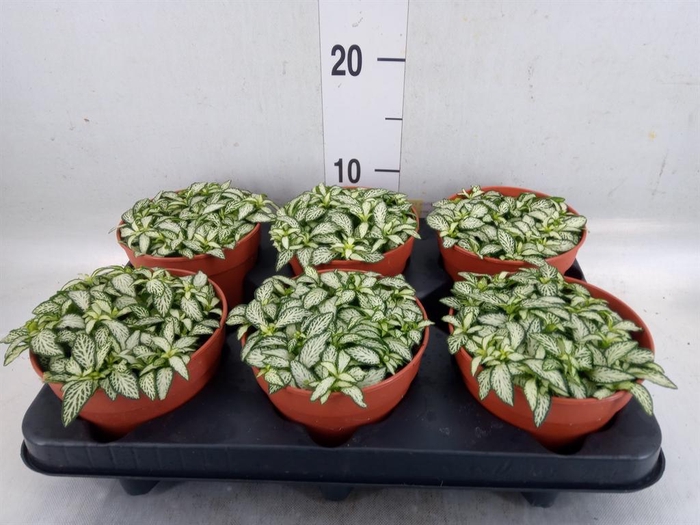 <h4>Fittonia  'Mosaic White Forest Fla'</h4>