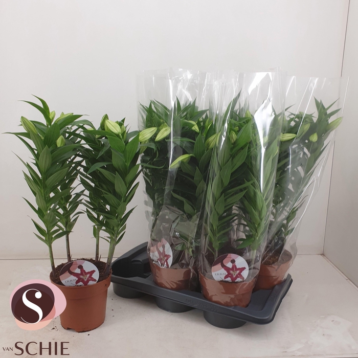 <h4>LIL OR ENTERTAINER</h4>