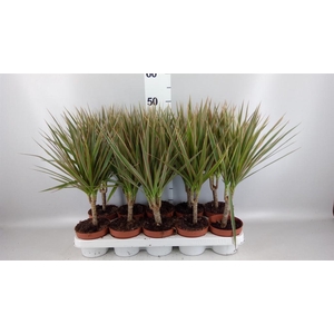 Dracaena marg. 'Bicolor'