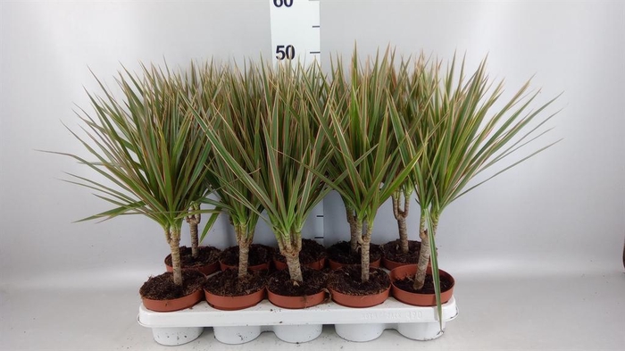 <h4>Dracaena marg. 'Bicolor'</h4>