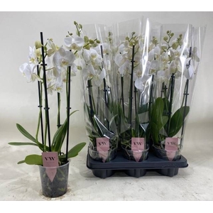PHAL AN INVERNESS