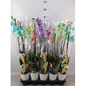 Phalaenopsis   ...