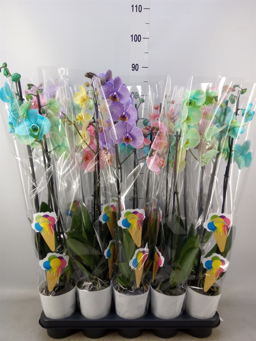 <h4>Phalaenopsis   ...</h4>
