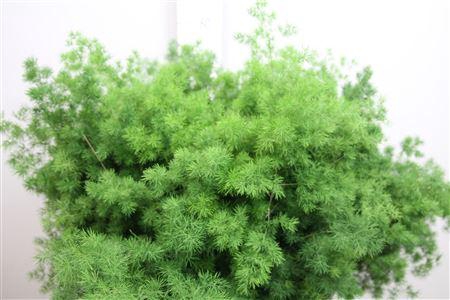 <h4>Asp Umbellatus</h4>