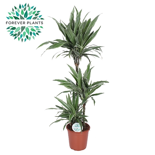 <h4>Dracaena Warneckei p24, 75+30+10</h4>