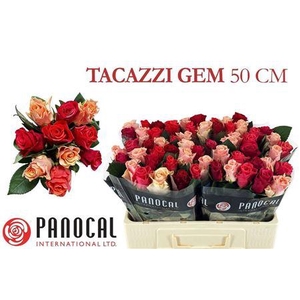 R Gr Tacazzi Gem