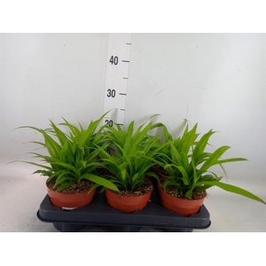 Chlorophytum com. 'Lemon'