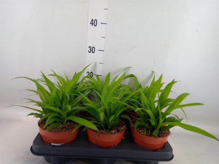 <h4>Chlorophytum com. 'Lemon'</h4>