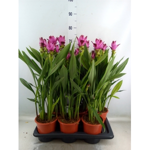 Curcuma alism. 'Siam Splash'