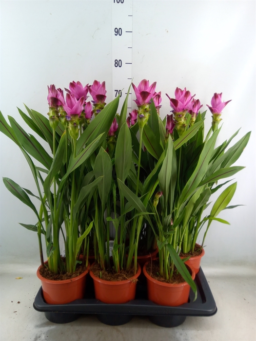<h4>Curcuma alism. 'Siam Splash'</h4>