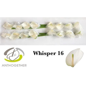 ANTH A WHISPER