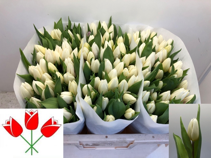 <h4>TU EN WHITE PRINCE</h4>