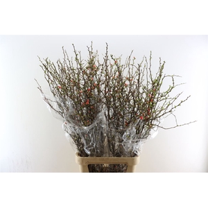 Chaenomeles Superba 130cm