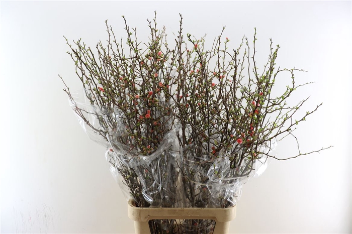 <h4>Chaenomeles Superba 130cm</h4>