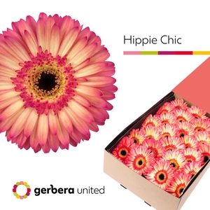 GE GR HIPPIE CHIC