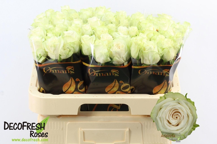 <h4>R Gr Adalonia</h4>